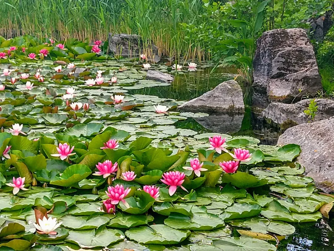 Ogród Botaniczny w Łodzi